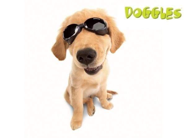 Protective dog goggles on a golden retriever, black frames with amber tinted lenses