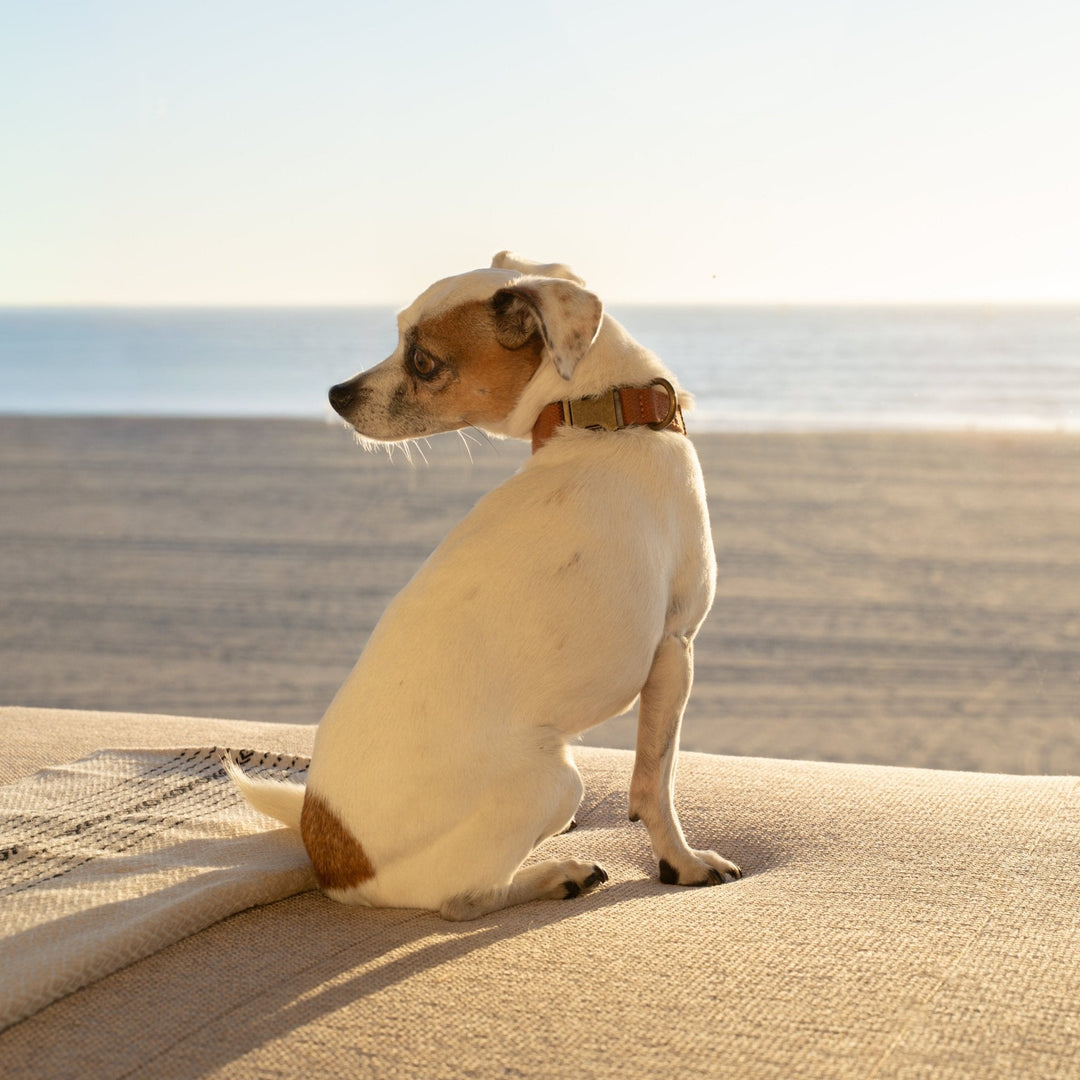 Tilley + Me Joshua Tree Hemp Cotton Dog Collar