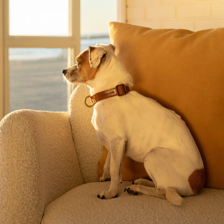 Tilley + Me Joshua Tree Hemp Cotton Dog Collar