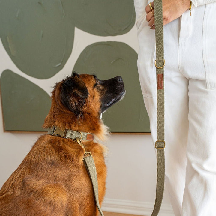Tilley + Me Joshua Tree Hemp Cotton Dog Collar