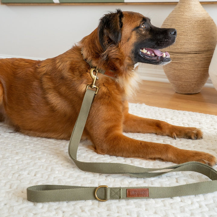 Tilley + Me Joshua Tree Hemp Cotton Dog Collar