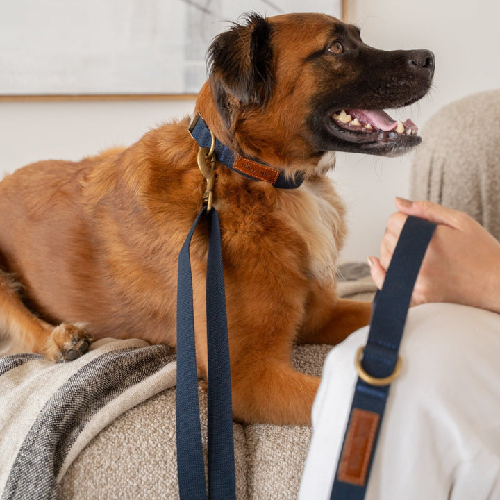 Tilley + Me Joshua Tree Hemp Cotton Dog Collar