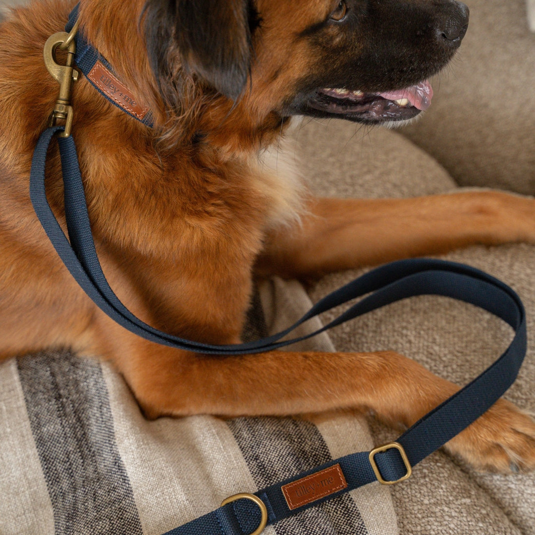 Tilley + Me Joshua Tree Hemp Cotton Dog Collar