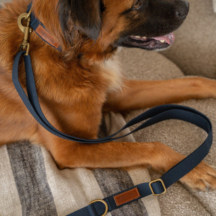 Tilley + Me Joshua Tree Hemp Cotton Dog Collar