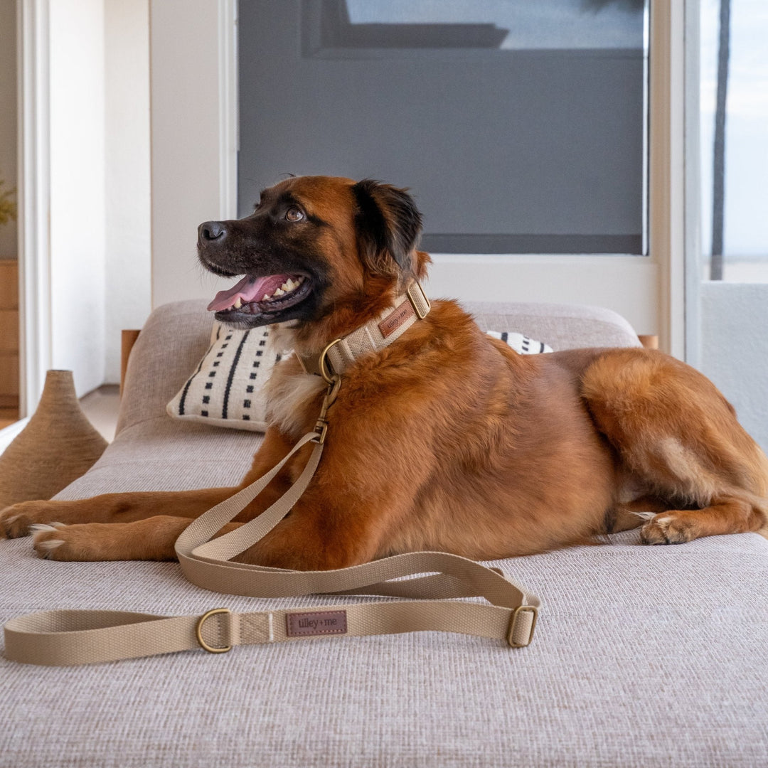 Tilley + Me Joshua Tree Hemp Cotton Dog Collar