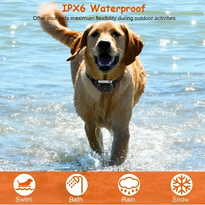 Black wireless training collar on a golden dog splashing in water