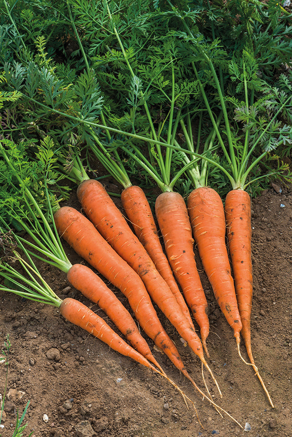 Orange carrots with green tops, five whole roots on soil