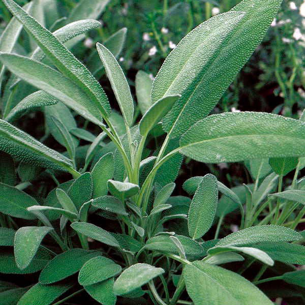 Broadleaf sage plant with clusters of green leaves in garden