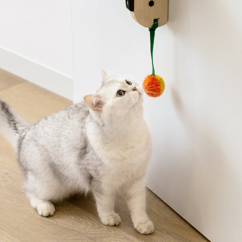 Cat near door-hanging climbing frame lower platform with orange dangling pom toy