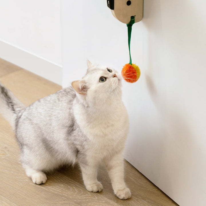 Cat near door-hanging climbing frame lower platform with orange dangling pom toy