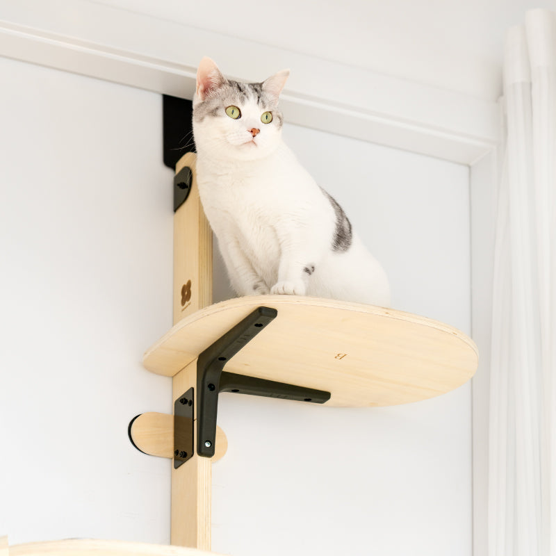 Cat sitting on door-hanging climbing frame wood platform with black supports