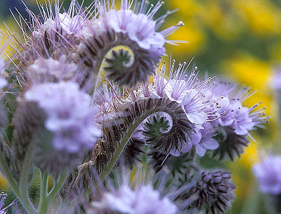 Purple phacelia flowers with feathery white stamens, close-up.