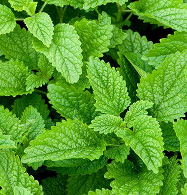 Fresh lemon balm herb leaves, bright green serrated foliage