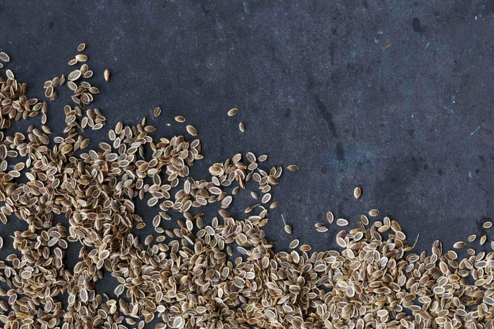 Whole dill seeds, scattered in an even layer