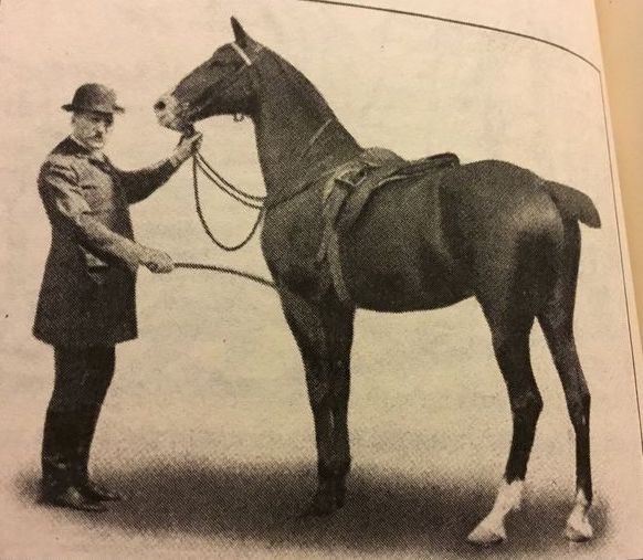 Equitation handbook page photo of a man grooming a dark horse