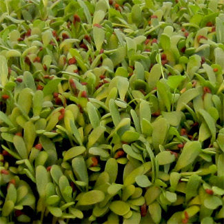 Alfalfa microgreen sprouts with red-tinted stems and bright green leaves