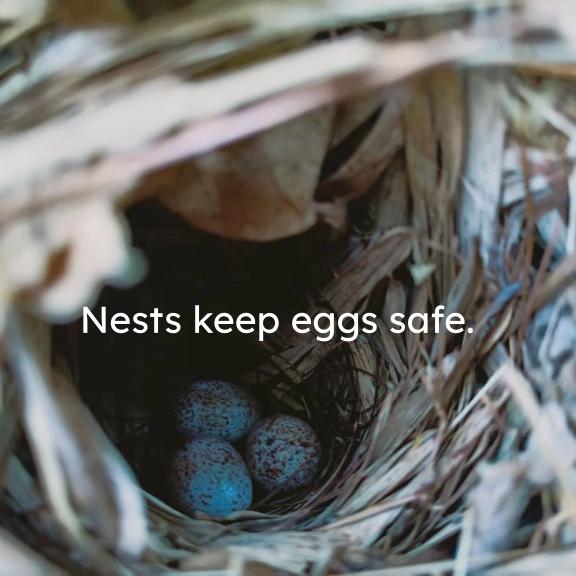 Board book page featuring blue speckled eggs nestled in a bird nest