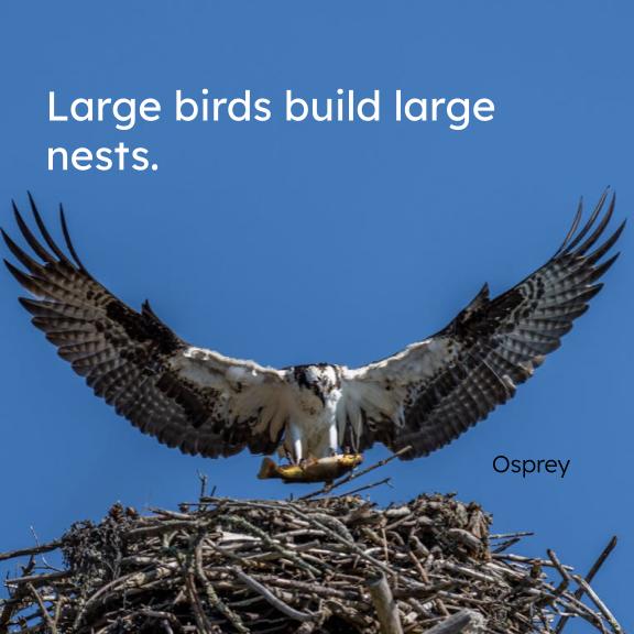 Board book page with an osprey spreading wings over a large stick nest