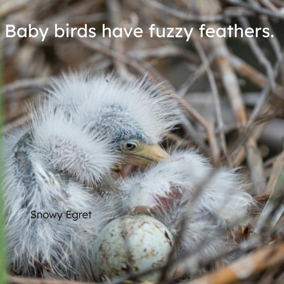 Board book page with a fuzzy chick beside a speckled egg in a nest