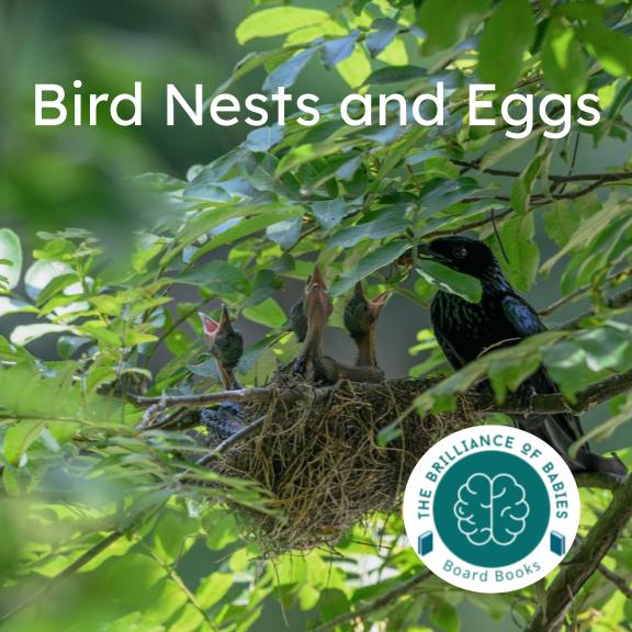 Board book page showing a black bird perched on a nest among green leaves