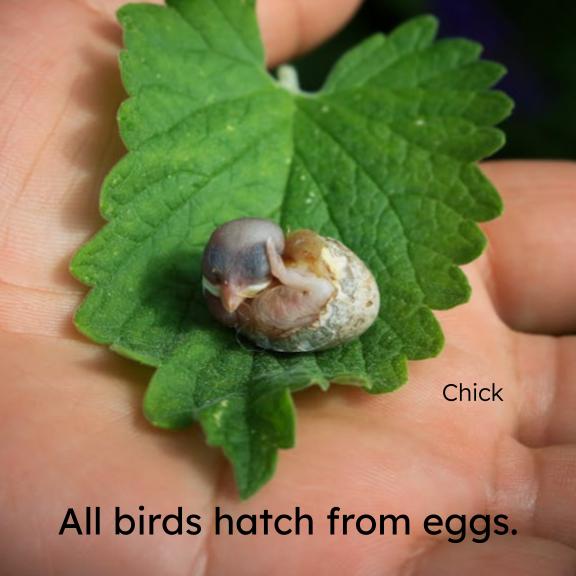 Birds book page with a chick on green leaves and caption “All birds hatch from eggs.”