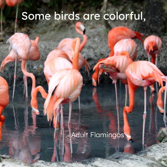 Birds book page with pink flamingos in water and the caption “Adult Flamingos”
