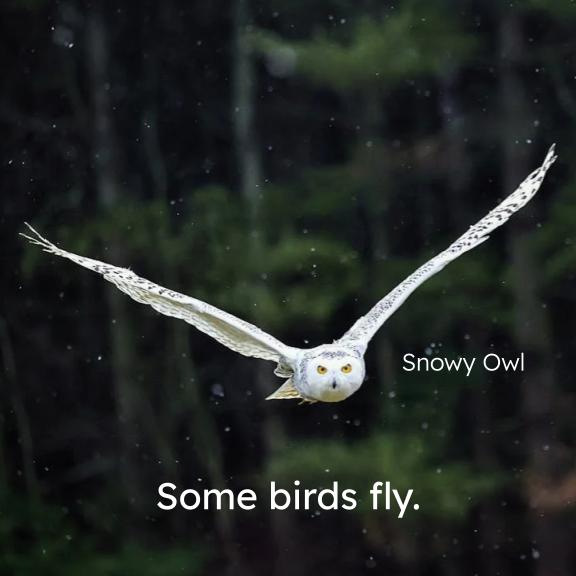 Birds book page with a snowy owl in flight and caption “Some birds fly.”