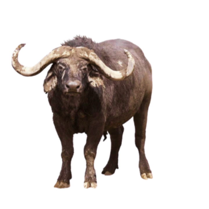 Coffee buffalo logo graphic
