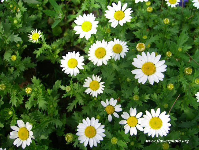 German chamomile flowers with white petals and yellow centers among green leaves