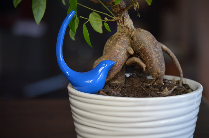 Blue bird ring holder perched in white ribbed planter