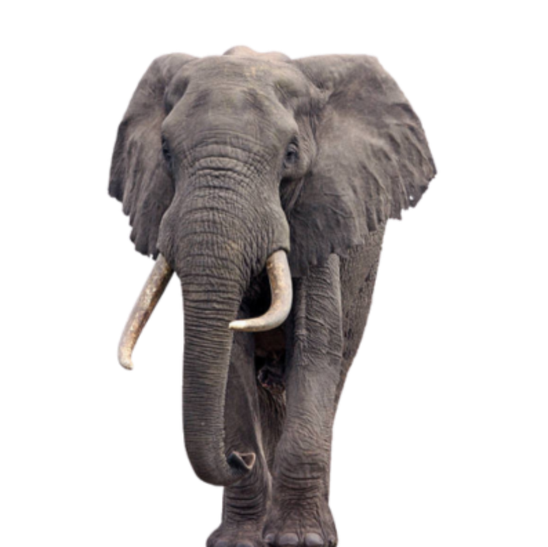 African elephant standing, gray hide with curved tusks