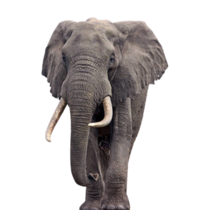 African elephant standing, gray hide with curved tusks