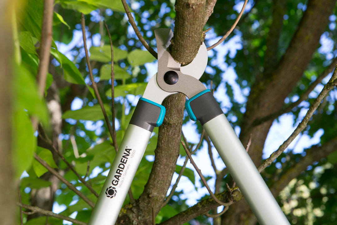 Pruning lopper cutting head clamped on a tree branch