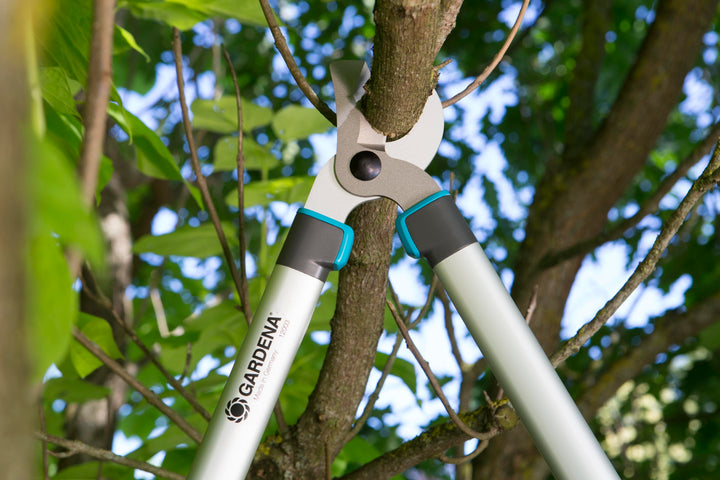 Pruning lopper cutting head clamped on a tree branch