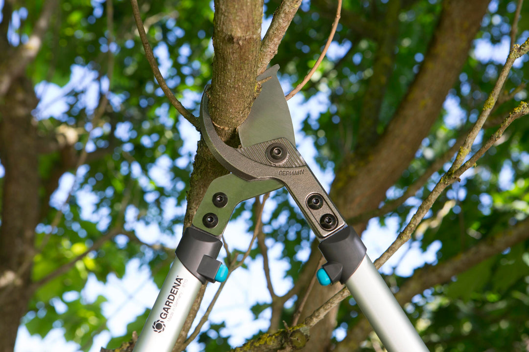 Pruning loppers clamp on tree branch, green/black hardware