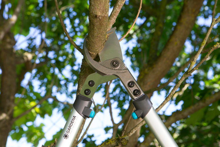 Pruning loppers clamp on tree branch, green/black hardware