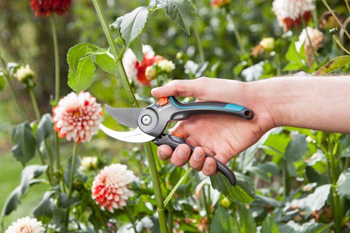 Hand using garden secateurs with black-and-teal handles to trim garden flowers