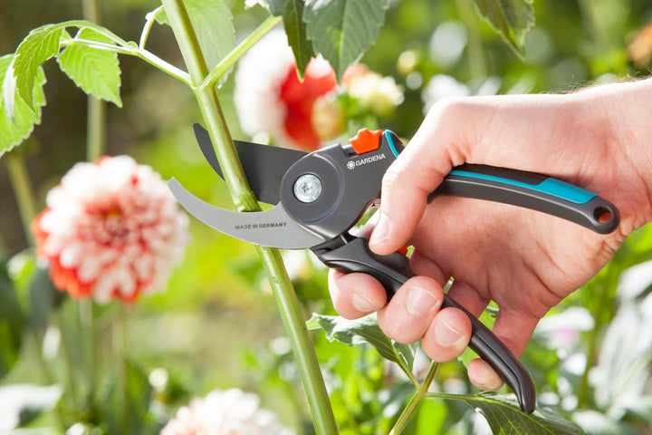Hand holding garden secateurs with black-and-teal handles and orange button near stems