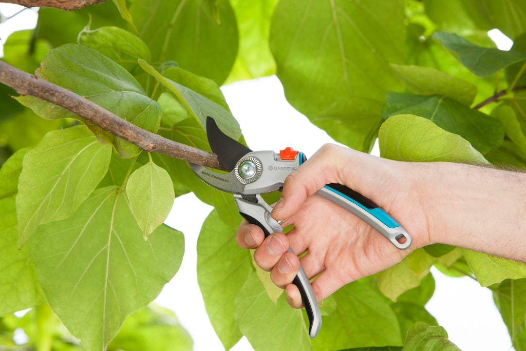 Garden secateurs cutting stems near green leaves, teal and black handles