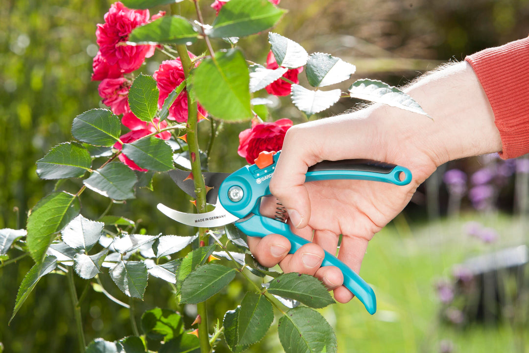 Garden pruners with turquoise handles and black blade, used to cut stems