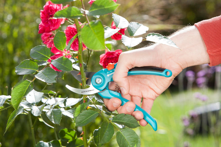 Garden pruners with turquoise handles and black blade, used to cut stems