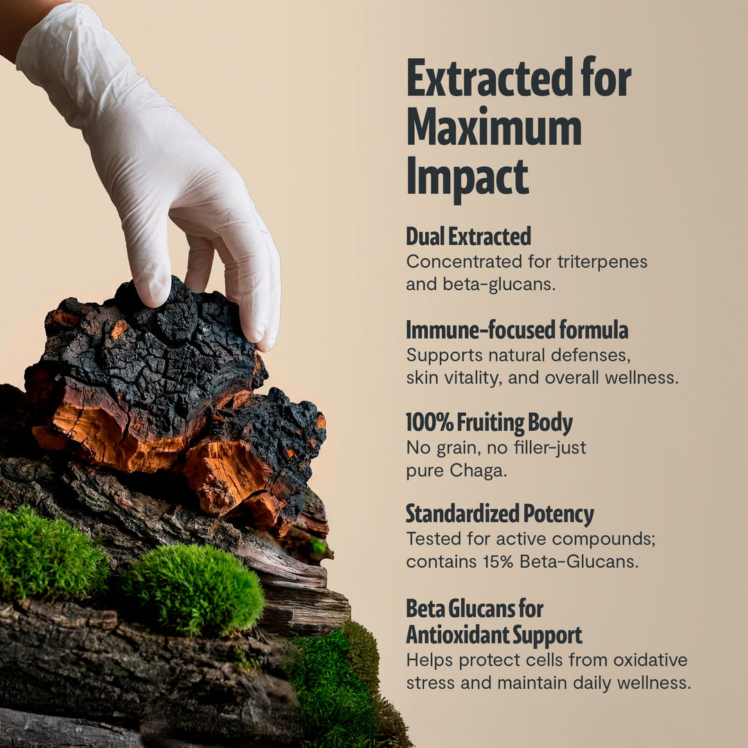 Gloved hand holding chaga mushroom chunks with extracted for maximum impact text