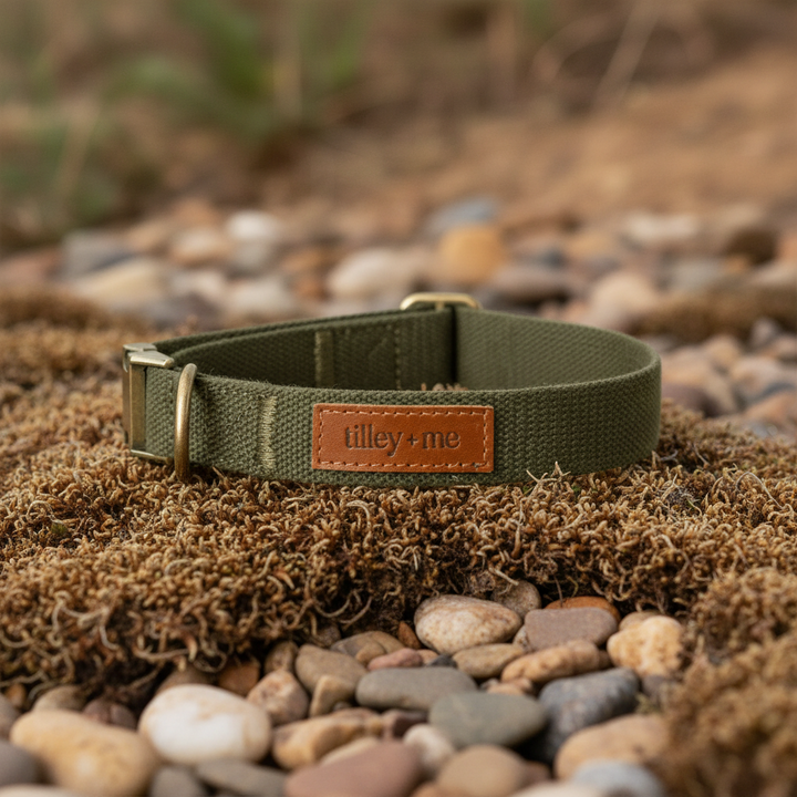 Tilley + Me Joshua Tree Hemp Cotton Dog Collar