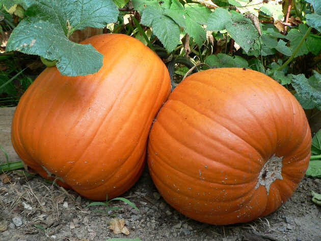 Fresh orange pumpkins on the ground, suitable for Jack O&