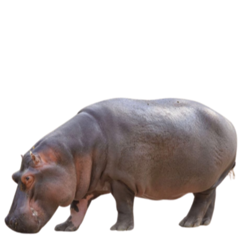Cold brew coffee bag image featuring a gray hippo