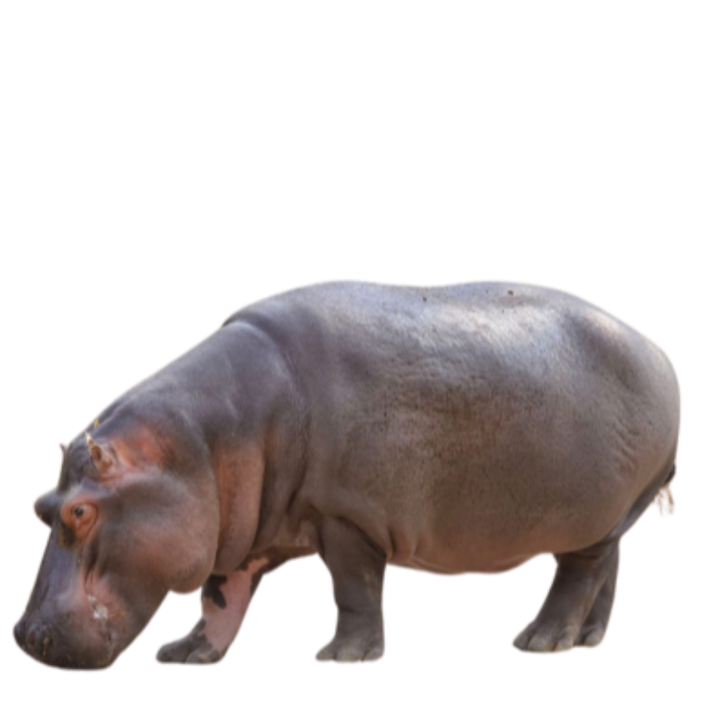 Cold brew coffee bag image featuring a gray hippo