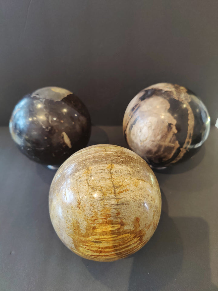 Three petrified wood spheres: one light tan orb with ring lines, two dark orbs with tan bands