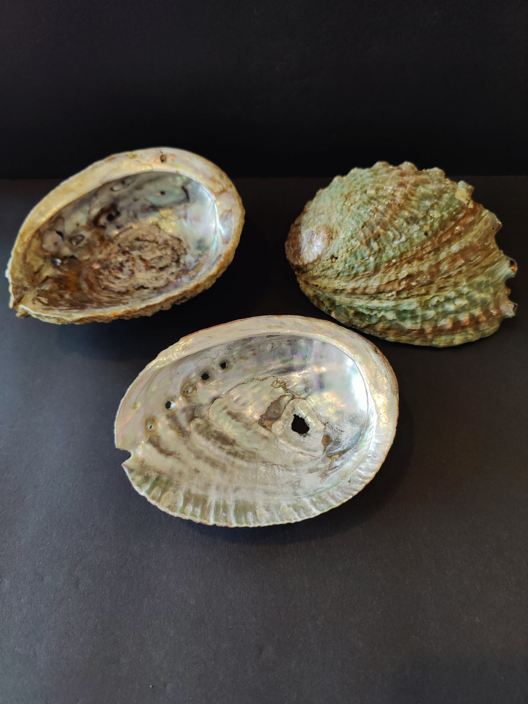 Set of three abalone shells with iridescent pearl interiors, natural tan and green tops