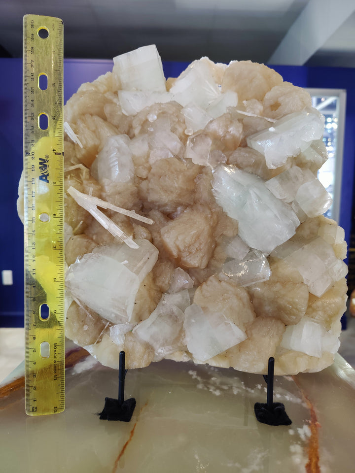Ruler-scale crystal cluster with clear white and pale beige crystals on black stands