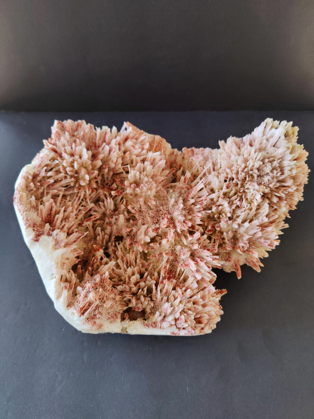 Mineral crystal specimen with rose and cream branching needle clusters on white base